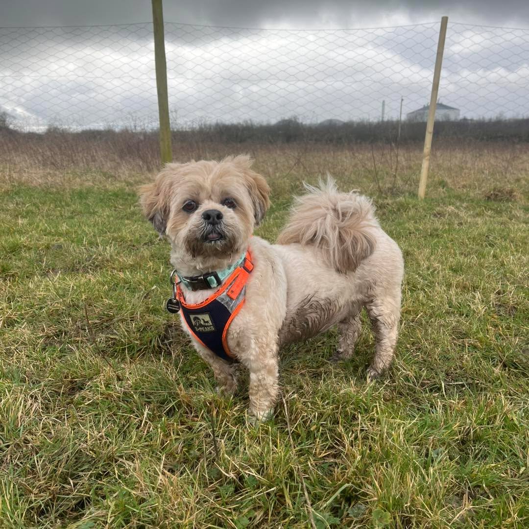 Welcome Lulu to the pack!🐾

Lulu the Lhasa Apso has joined the AB pack for group play sessions and adventure walks!🍂

Lulu loves exploring the woods and also enjoys zooming around the field with her new friends! 

She is such a sweet girl and has b