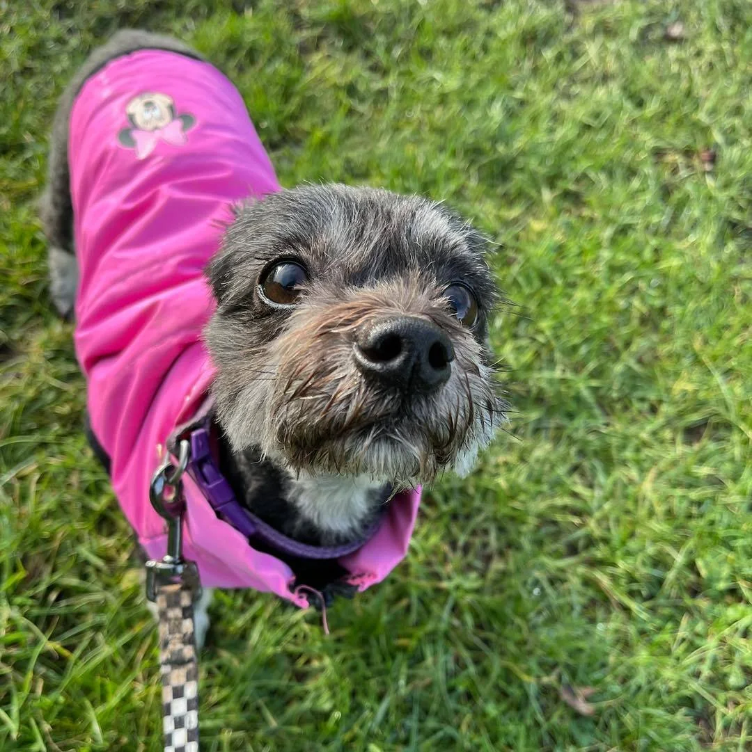 Welcome Bella to the pack!🐾

Bella the Shichon has joined the AB family for Adventure Walks with Jade! Bella absolutely loves exploring and sniffing whilst on her walks! 

She&rsquo;s such a sweet girl and has been a great addition to our pack🥰