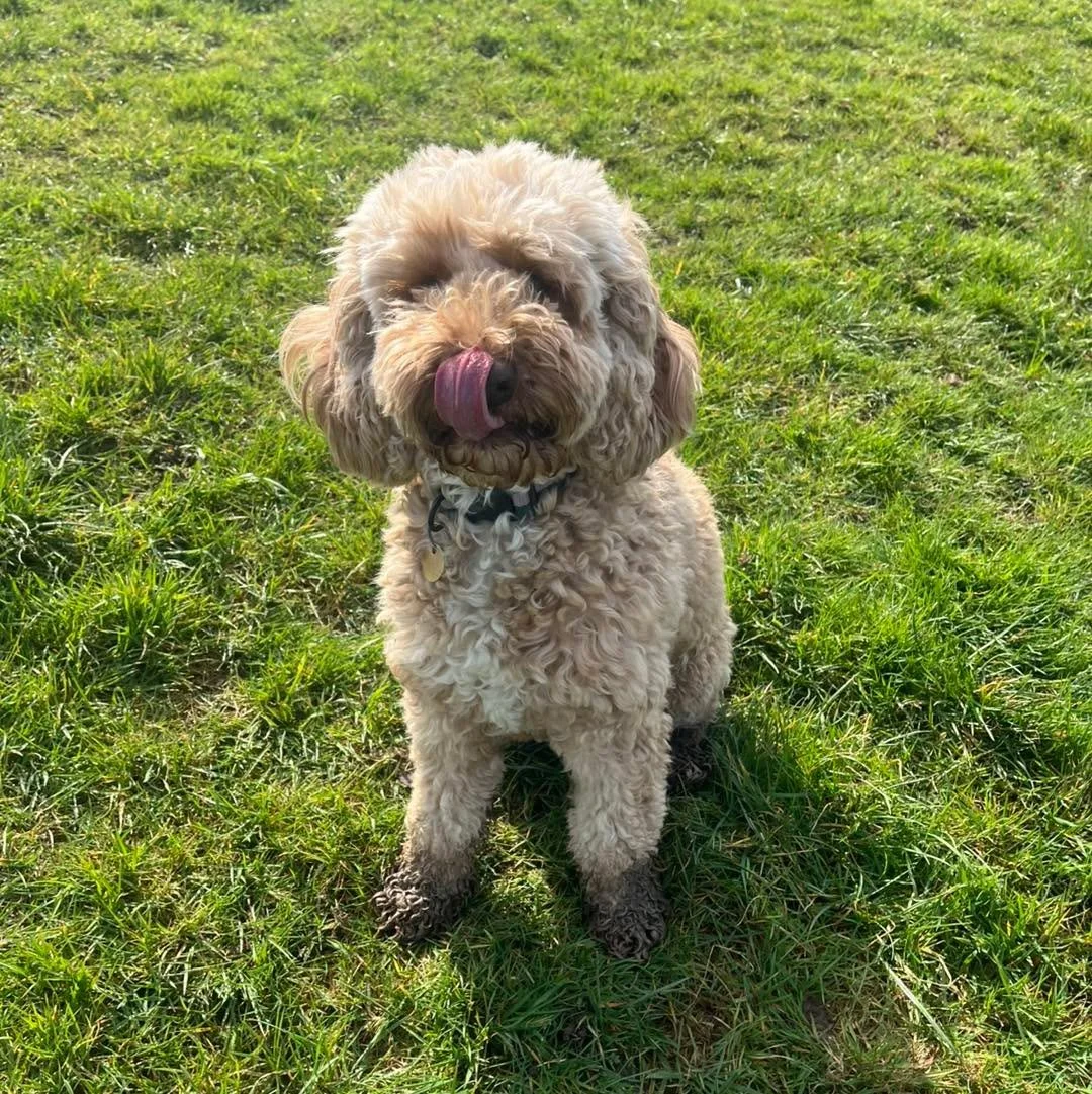 Welcome Biffy to the pack!🐾

Biffy the Cockapoo has joined the AB pack for group play sessions!
Biffy is such a happy girl who loves to chase and play with all of her new friends!🎾 
She also enjoys lots of fuss and will do absolutely anything for a