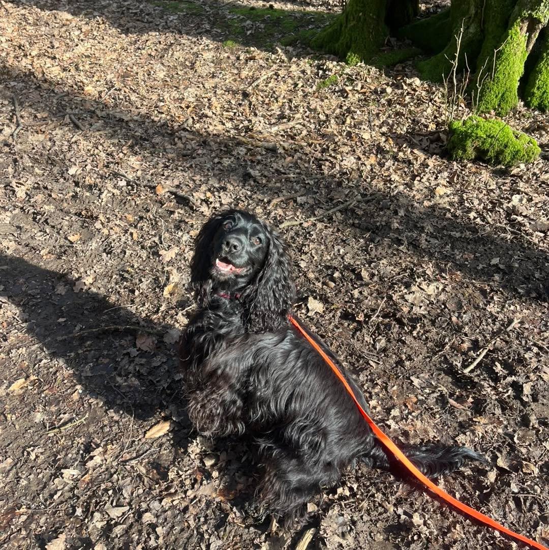 Welcome Andie to the pack!🐾

Andie the Cocker Spaniel has joined the Absolutely Barking family for group adventure walks🪾

Andie has lots of the classic Spaniel characteristics including an unhealthy obsession with playing fetch!🎾

She is a very s