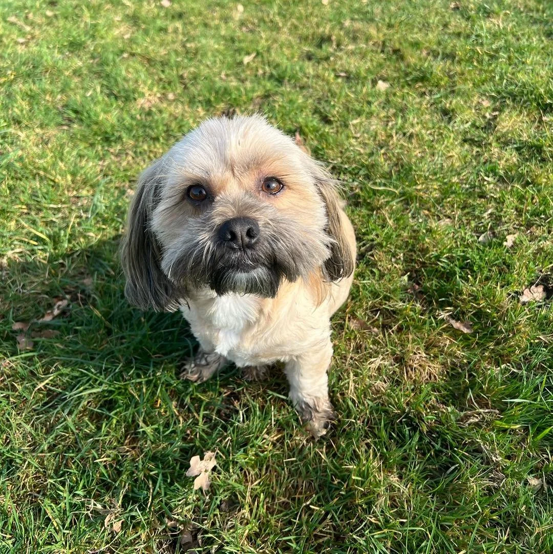 Welcome Winnie to the pack!🐾

Winnie the Shih Tzu X Pomeranian has joined the Absolutely Barking family for group play sessions!

Winnie has come on leaps and bounds since her first session with us and now loves playing chase with all of her friends