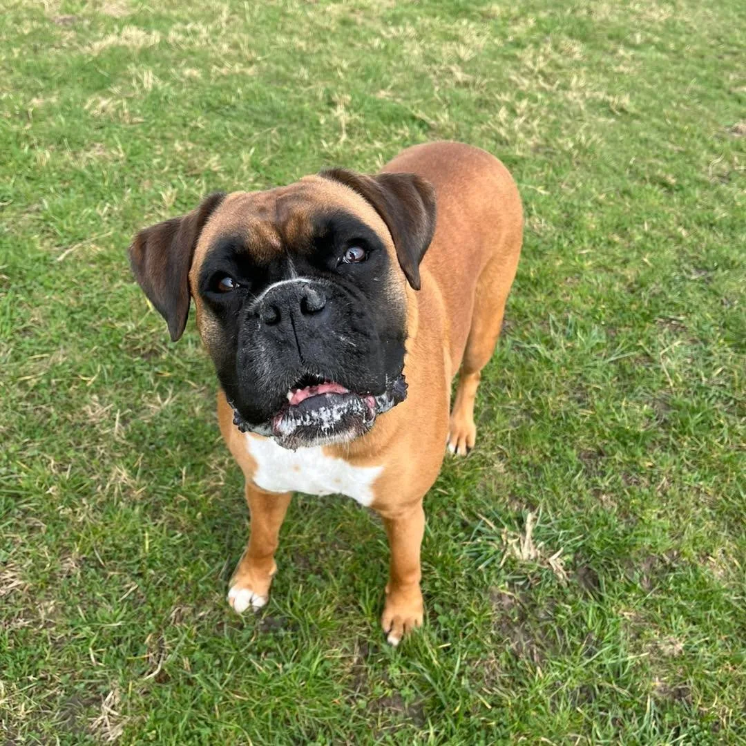 Welcome Merlot to the pack!🐾

Merlot the Boxer has joined the AB pack for group play sessions and adventure walks🐕

Merlot loves playing chase and also enjoys climbing and jumping on all of the agility equipment!

She&rsquo;s such a loving, happy g