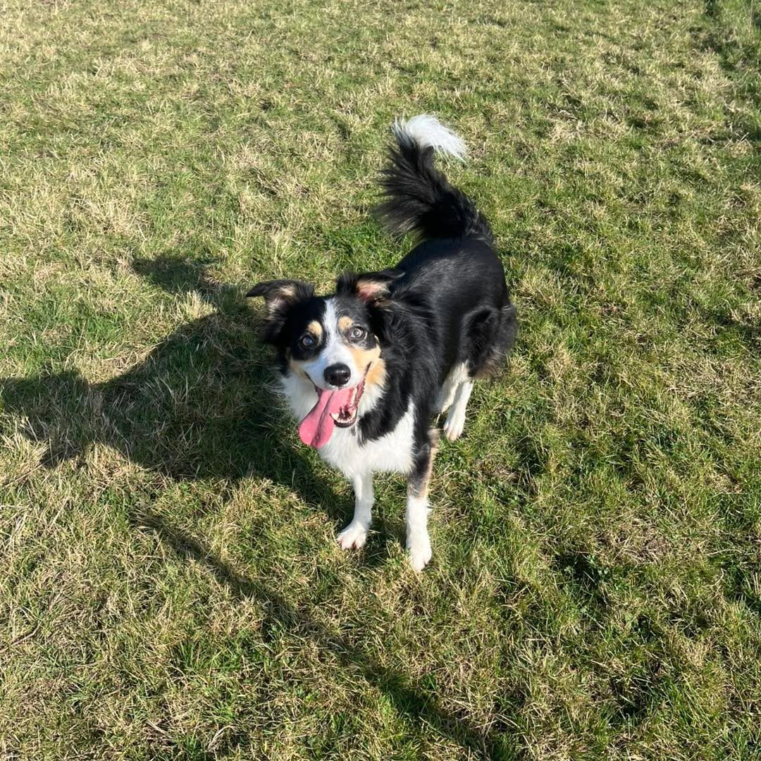 Welcome Meg to the pack!🐾

Meg the Collie has joined the Absolutely Barking family for group play sessions and adventure walks🐕&zwj;🦺

Meg is ball obsessed and loves nothing more than playing chase with her new friends! She enjoys exploring and fi