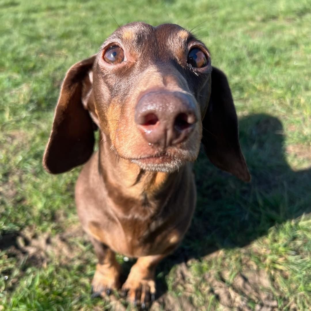Welcome Willow to the pack!🐾

Willow the miniature Dachshund has joined the AB family for group play sessions!🎾

Willow&rsquo;s confidence has grown so much since starting her group sessions with us, she is really coming out of her shell! 

Willow 