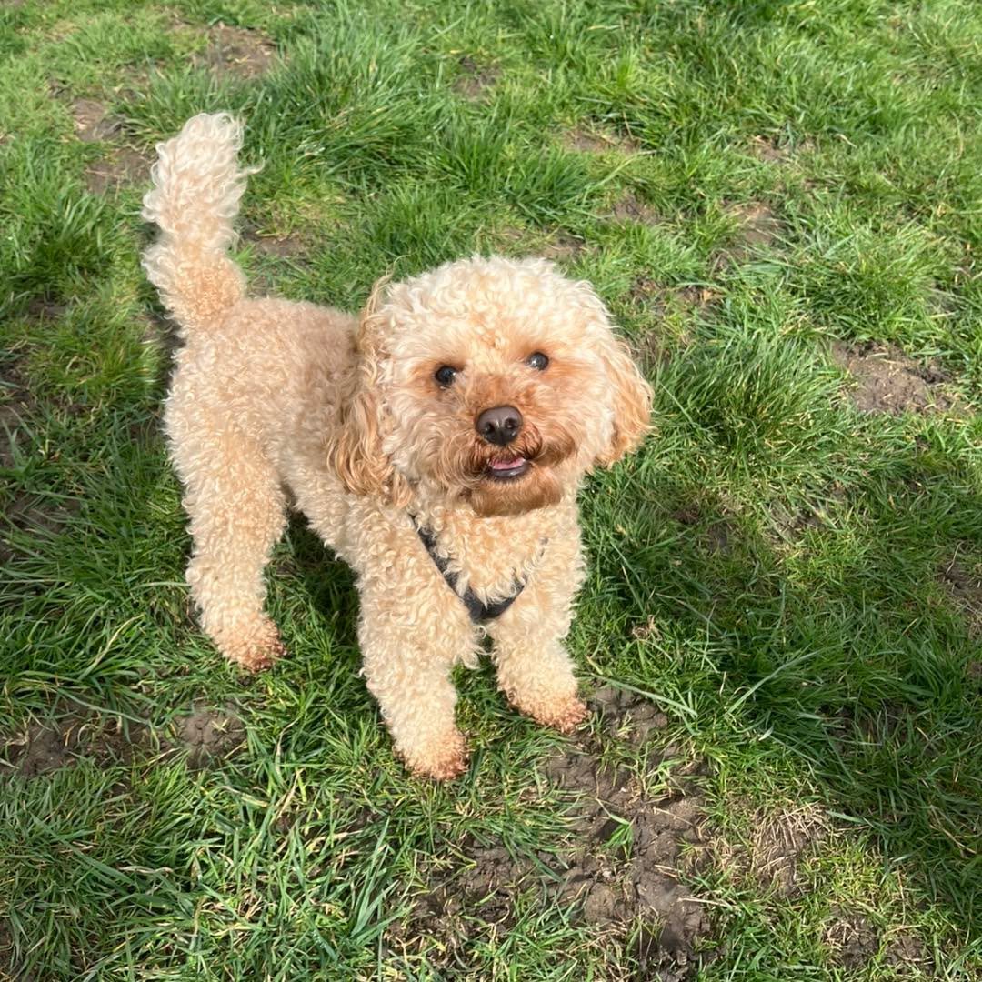 Welcome Barney to the pack!🐾

Barney the Cavapoo has joined the AB family for group play sessions and adventure walks!

Barney enjoys exploring and playing with his new friends! He loves chasing after balls and zooming around the field🎾

He is a su
