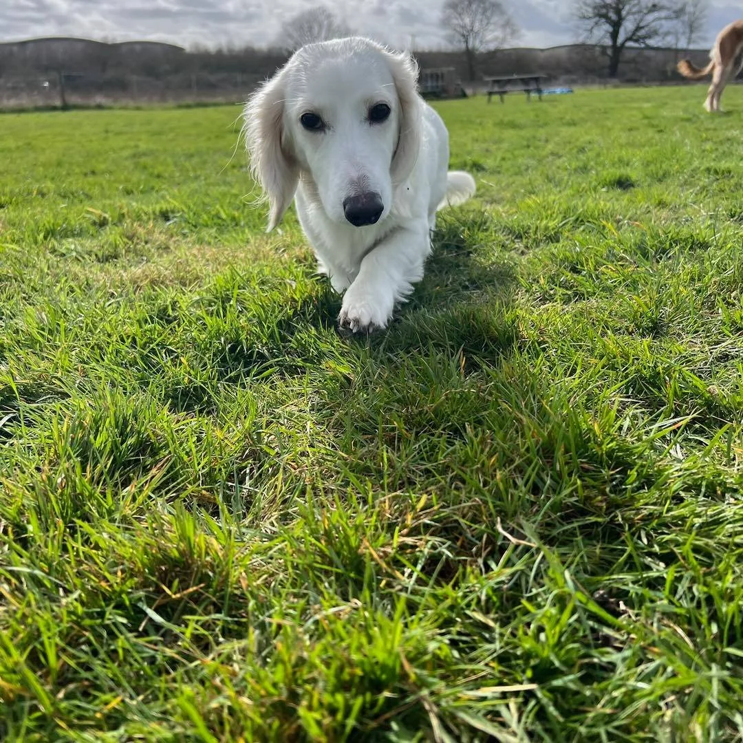 Welcome Dash to the pack!🐾

Dash the miniature Dachshund has joined the Absolutely Barking family for group play sessions and adventure walks!🍂

Dash is small but mighty and once you&rsquo;re his friend, you&rsquo;re besties for life! He is very in