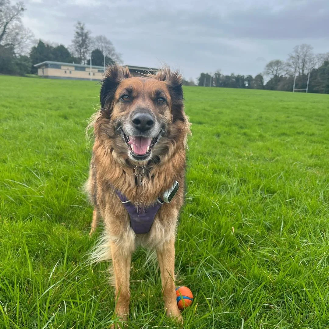 Welcome Nala to the pack!🐾

Nala the rescue from Cyprus has joined the AB family for adventure walks!🎾
Jade has been working closely with Nala&rsquo;s pawrents to build a close relationship with her, as Nala can sometimes be a bit nervous. 

Jade a