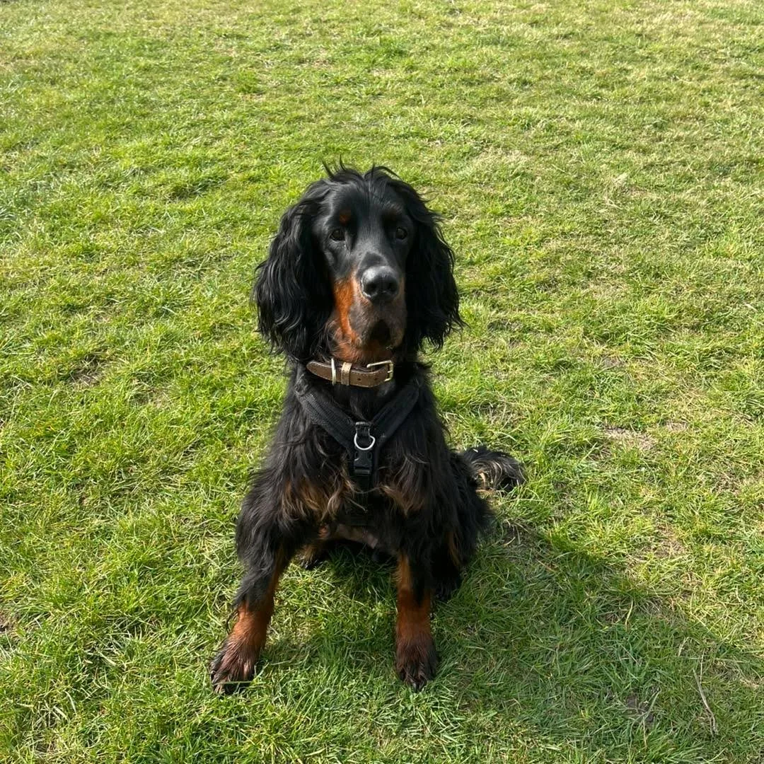 Welcome Bruno to the pack!🐾

Bruno the Gordon Setter has joined the AB pack for group play sessions and adventure walks!🎾

Bruno is such a happy boy, he loves trotting around the field with his new friends! He also enjoys exploring new place out on