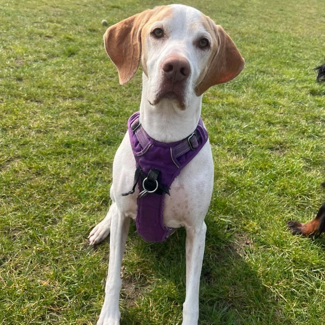 Welcome Rowan to the pack!🐾

Rowan the English Pointer has joined the Absolutely Barking family for group play sessions and adventure walks!🍂

Rowan loves zooming around the field playing chase with her friends! She also enjoys adventures in the wo
