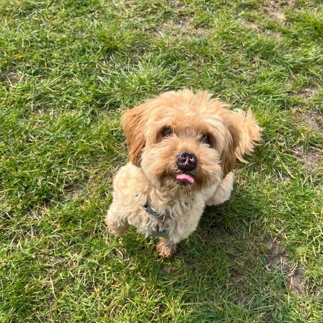 Welcome Rolo to the pack!🐾

Rolo the Cavapoo has joined the Absolutely Barking pack for adventure walks and group play sessions!🎾

Rolo loves chasing balls and frisbees in the field with his friends! He also enjoys discovering new places to explore