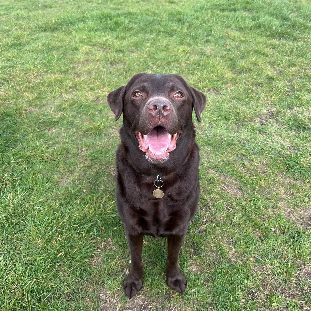 Welcome Coco to the pack!🐾

Coco the Chocolate Labrador has joined the Absolutely Barking pack for group play sessions!🎾

Coco has made so many new friends who he loves playing chase with! He also loves chasing balls and the frisbee🥏

He is such a