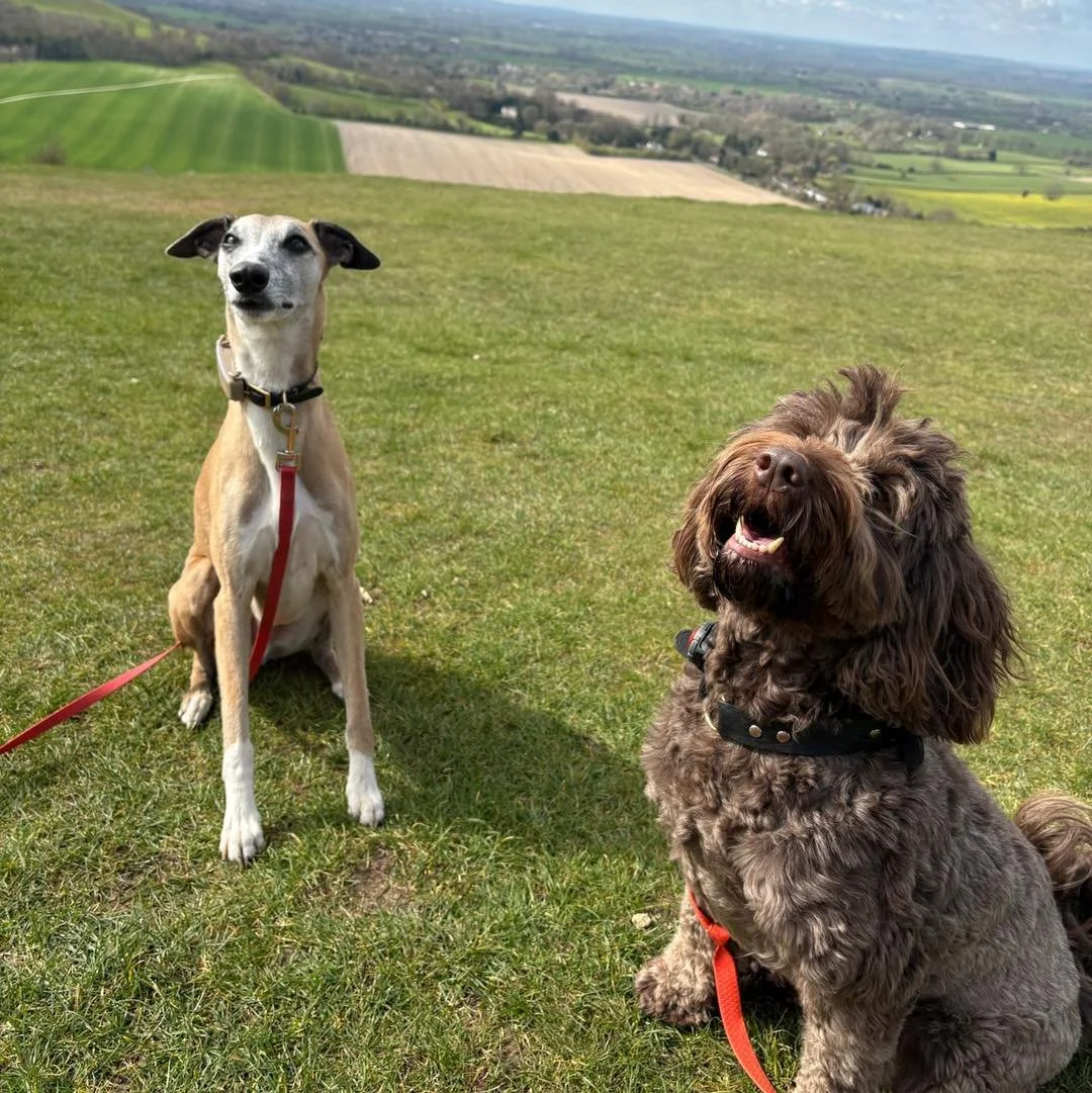 Welcome Bailey &amp; Clemmie to the pack!🐾

Bailey the Whippet and Clemmie the Sproodle have joined the AB family for group adventure walks🍂

This cute duo are like chalk and cheese on our adventures! 
Bailey is very content trotting along beside y