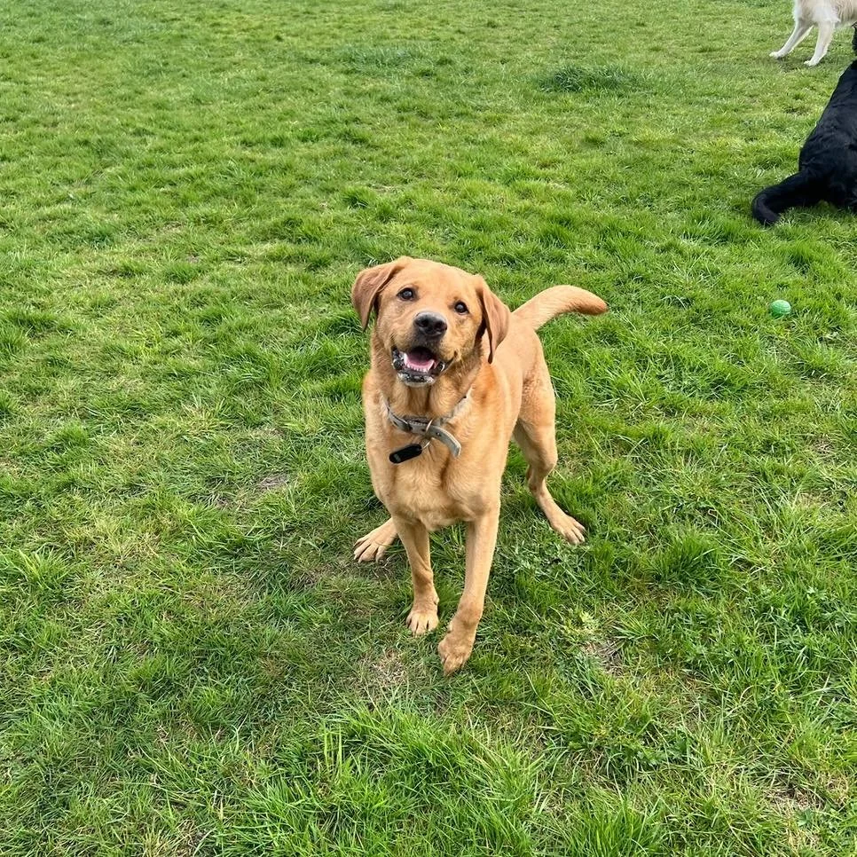 Welcome Goose to the pack!🐾

Goose the Red Fox Labrador has joined the AB family for group play sessions and adventure walks!🦮
Goose loves to play chase with his new friends and zoom around the field playing fetch🎾 He also enjoys exploring new pla