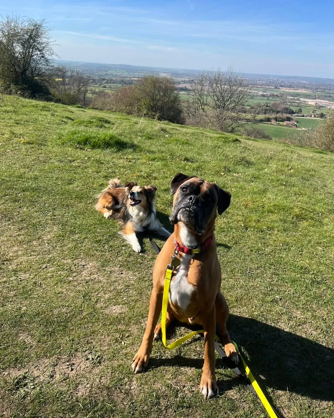 Welcome Rufus to the pack!🐾

Rufus the Boxer has joined the AB family for Walk &amp; Trains with Jordan!🦮
They&rsquo;ve been focusing on recall and neutrality! 
Rufus has been smashing it and is already walking with other dogs! It won&rsquo;t be lo
