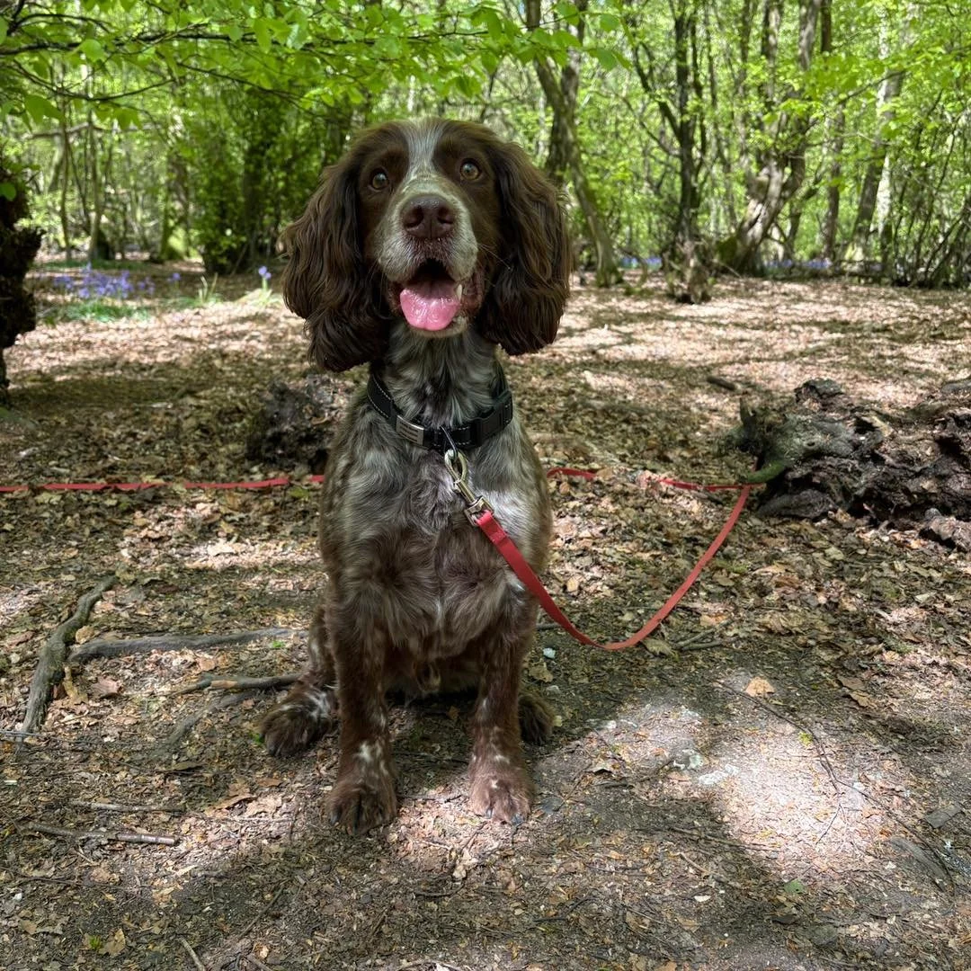 Welcome Obi to the pack!🐾

Obi the Sprocker Spaniel has joined the AB family for adventure walks!🐕&zwj;🦺

Obi loves to sniff and explore whilst out with Isla and the adventure gang🪾

He is such a happy boy and has been a great addition to our pac