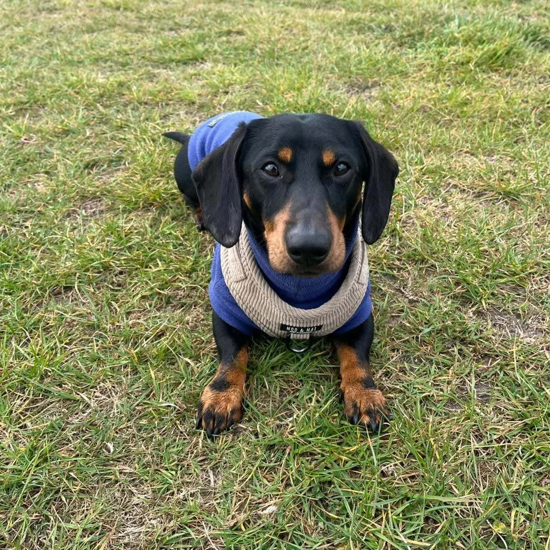 Welcome Tony to the pack!🐾

Tony the tiny sausage has joined the Absolutely Barking family for adventure walks and group play sessions!🎾

Tony really enjoys exploring the woods on his adventures, he also absolutely loves playing chase in the field 