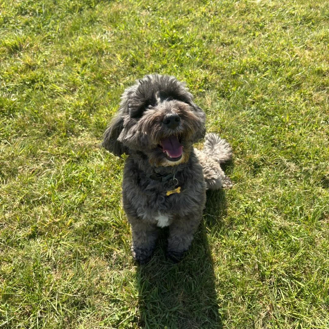 Welcome Simba to the pack!🐾

Simba the Cockapoo has joined the Absolutely Barking pack for group play sessions and adventure walks!

Simba is such a happy pup who loves to explore and play! He has got a lovely sweet nature and has been a great addit