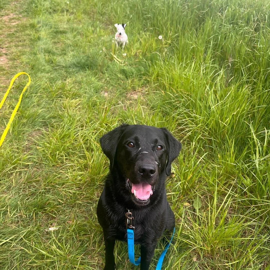 Welcome Scout to the pack!🐾

Scout the Labrador has joined the AB family for adventure walks and group play sessions!🐕&zwj;🦺

Scout absolutely loves to play and explore when on her walks with us! She&rsquo;s such a happy playful girl!🥰

It&rsquo;
