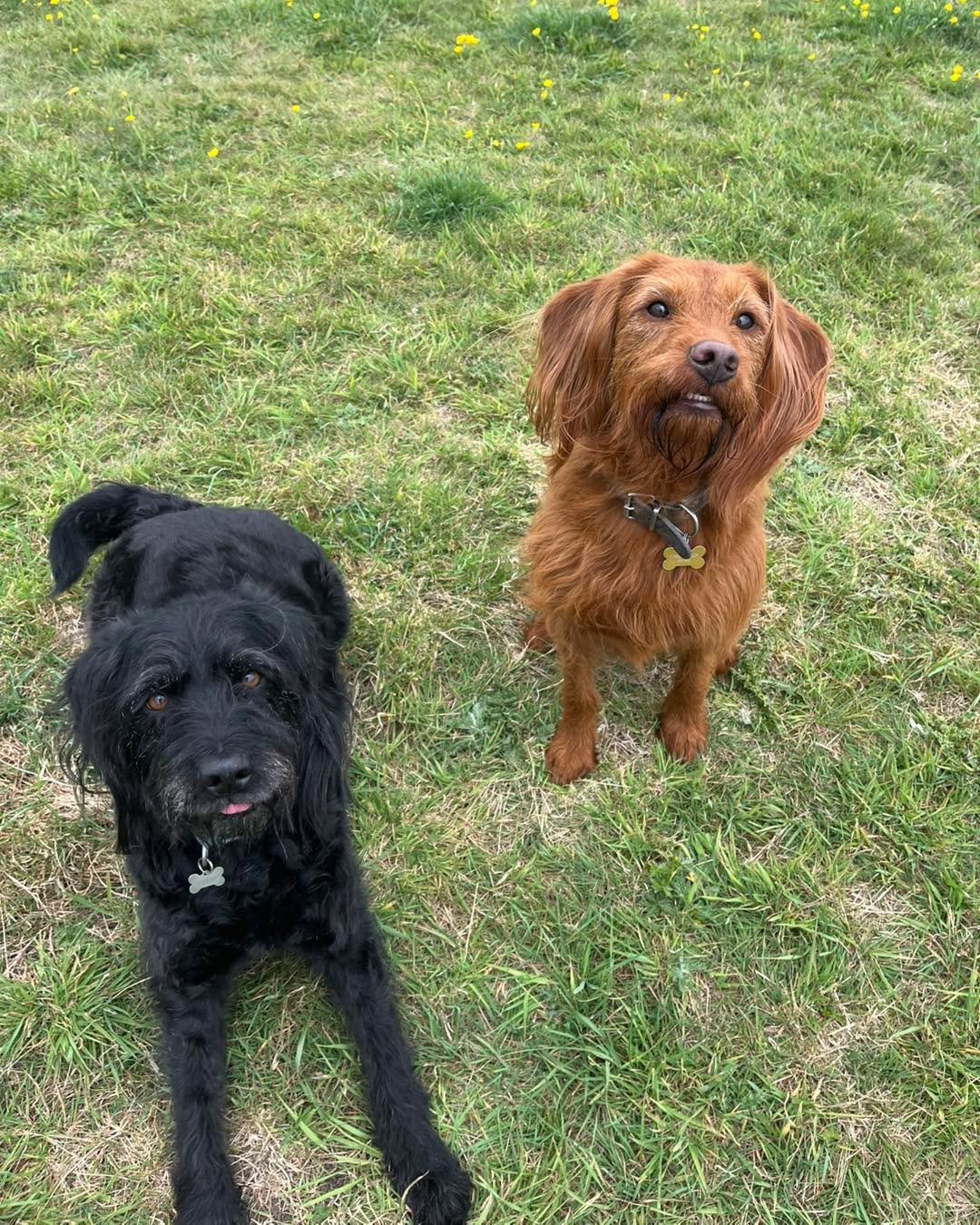 Welcome Freddie &amp; Floyd to the pack!🐾

Freddie and Floyd the Labradoodles have joined the AB pack for group play sessions and adventure walks!🎾

These brothers absolutely love zooming around the field, playing chase with their new friends! 

Th