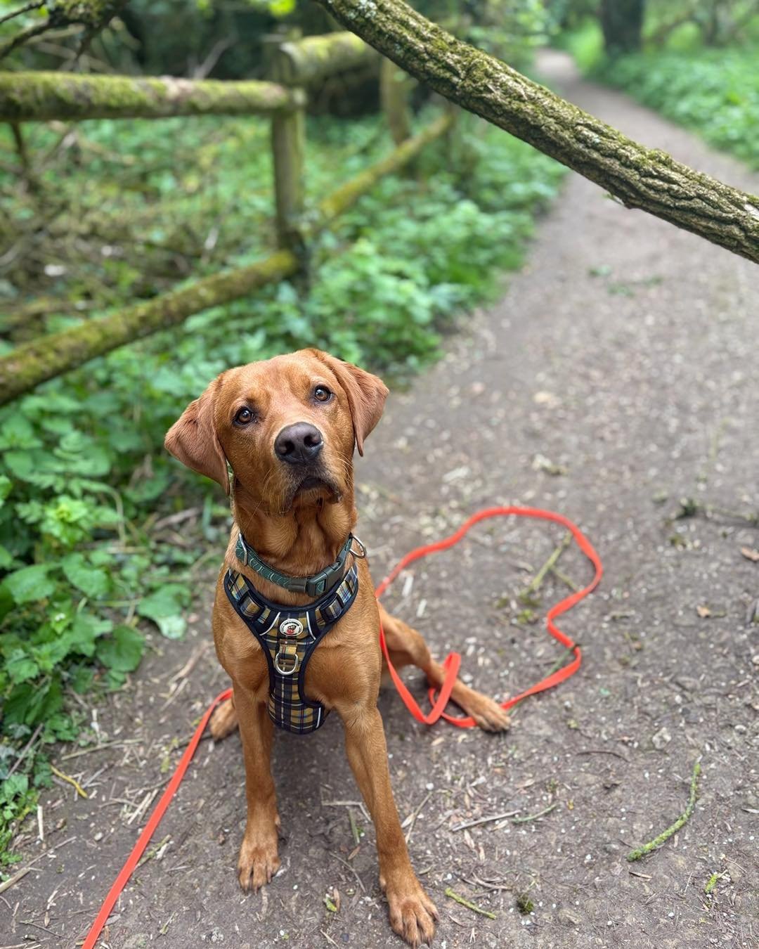 Welcome Rex to the pack!🐾

Rex the Red Fox Labrador has joined the Absolutely Barking pack for adventure walks!🍂

Rex loves exploring new places whilst out on his walks! As Rex is still a pup we&rsquo;ve started with 1-2-1 walks and are working tow