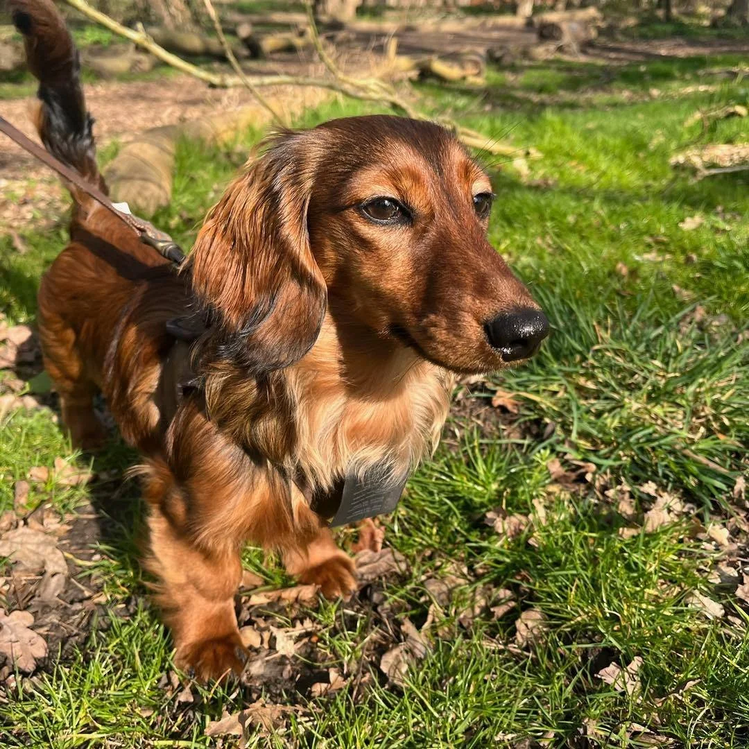 Welcome Sol to the pack!🐾

Sol the Dachshund has joined the Absolutely Barking family for adventure walks🍃

Sol is such a sweet pup who loves to sniff and explore whilst out on his adventures🪾

He is such a lovely boy and it&rsquo;s a pleasure to 