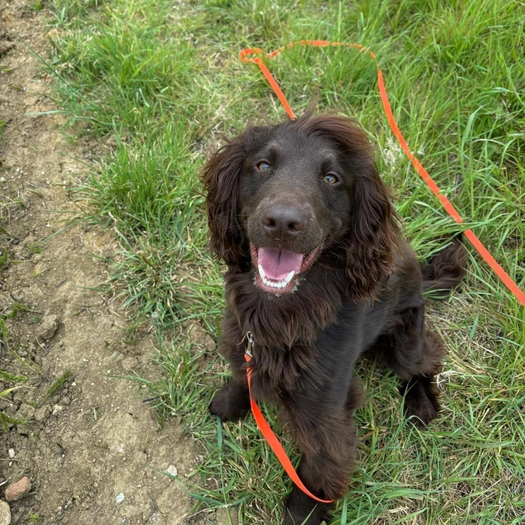 Welcome Max to the pack!🐾

Max the Cocker Spaniel has joined the Absolutely Barking family for walk &amp; trains and adventure walks!🐕&zwj;🦺

Max is such a happy bouncy boy who loves to explore! Max is such a fast learner, Jordan will be supportin