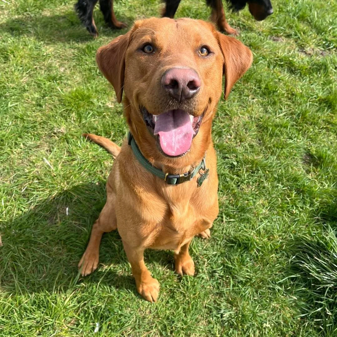 Welcome Alfie to the pack!🐾

Alfie the Fox Red Labrador has joined the AB family for group play sessions and adventure walks!🐕

Alfie loves to chase and zooming around with his new friends🥏🎾
He is such a happy, bouncy boy and has been a great add