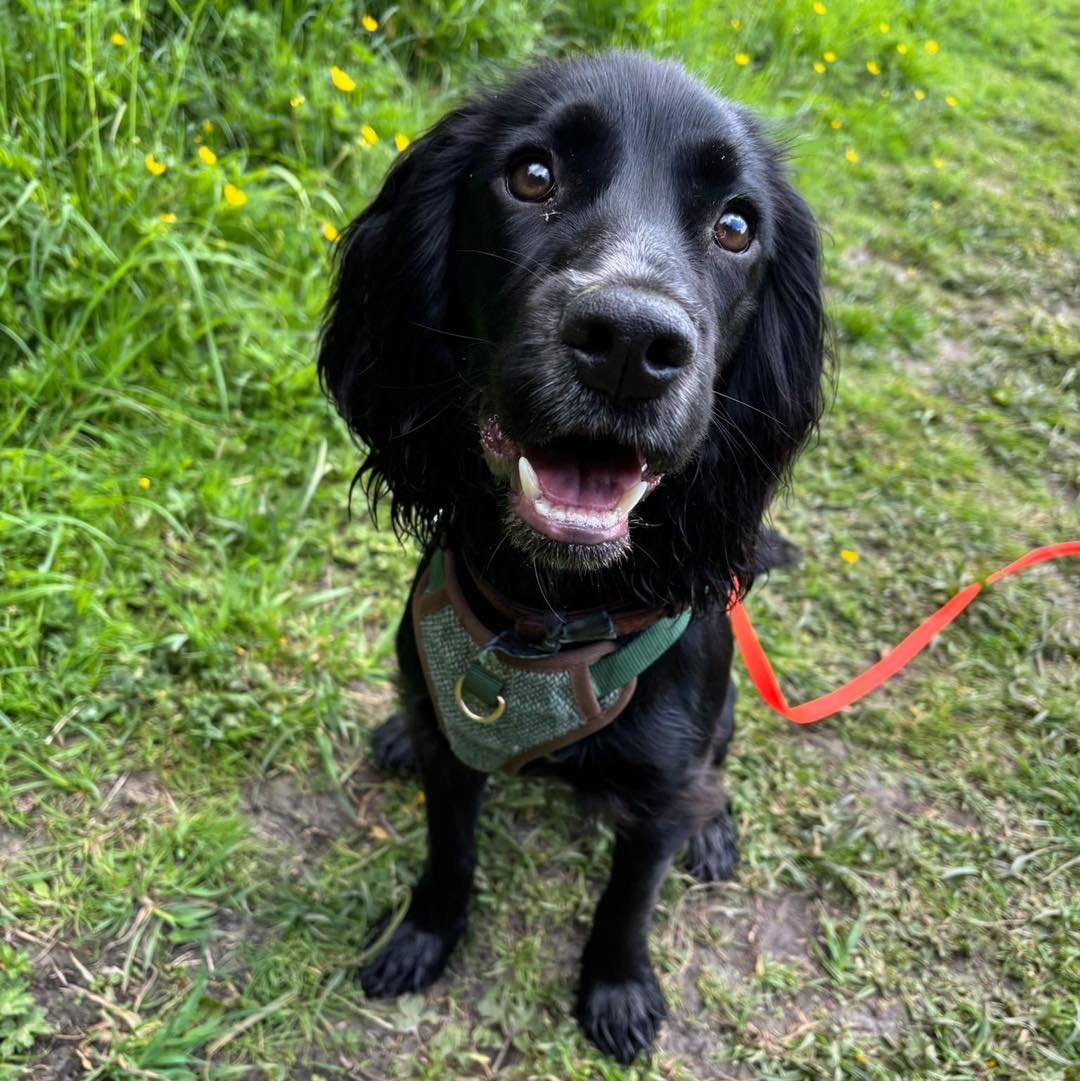 Welcome Guinness to the pack!🐾

Guinness the Cocker Spaniel puppy has joined the AB family for adventure walks🌾

Guinness loves to explore and sniff on his adventures! Whilst out with the team, they&rsquo;ve been practicing some recall training and