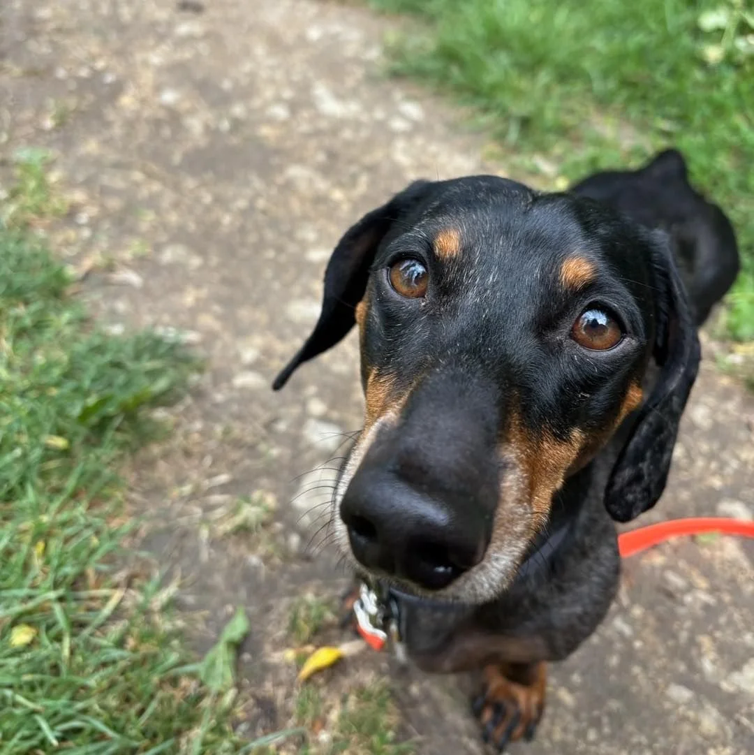 Welcome Forrest to the pack!🐾

Forrest the Miniature Dachshund has joined the AB family for adventure walks and stay &amp; play sessions🍂

Forrest loves to explore whilst out on his adventures, although like most sausages he is not a huge fan of th