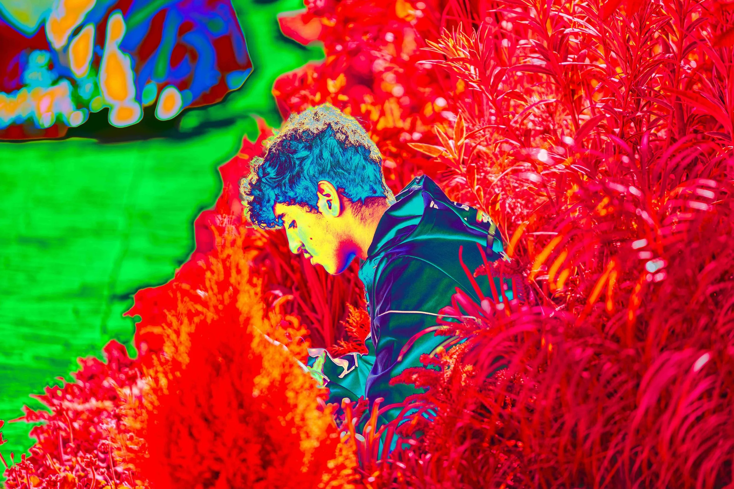 dans les herbes urbaines.jpg