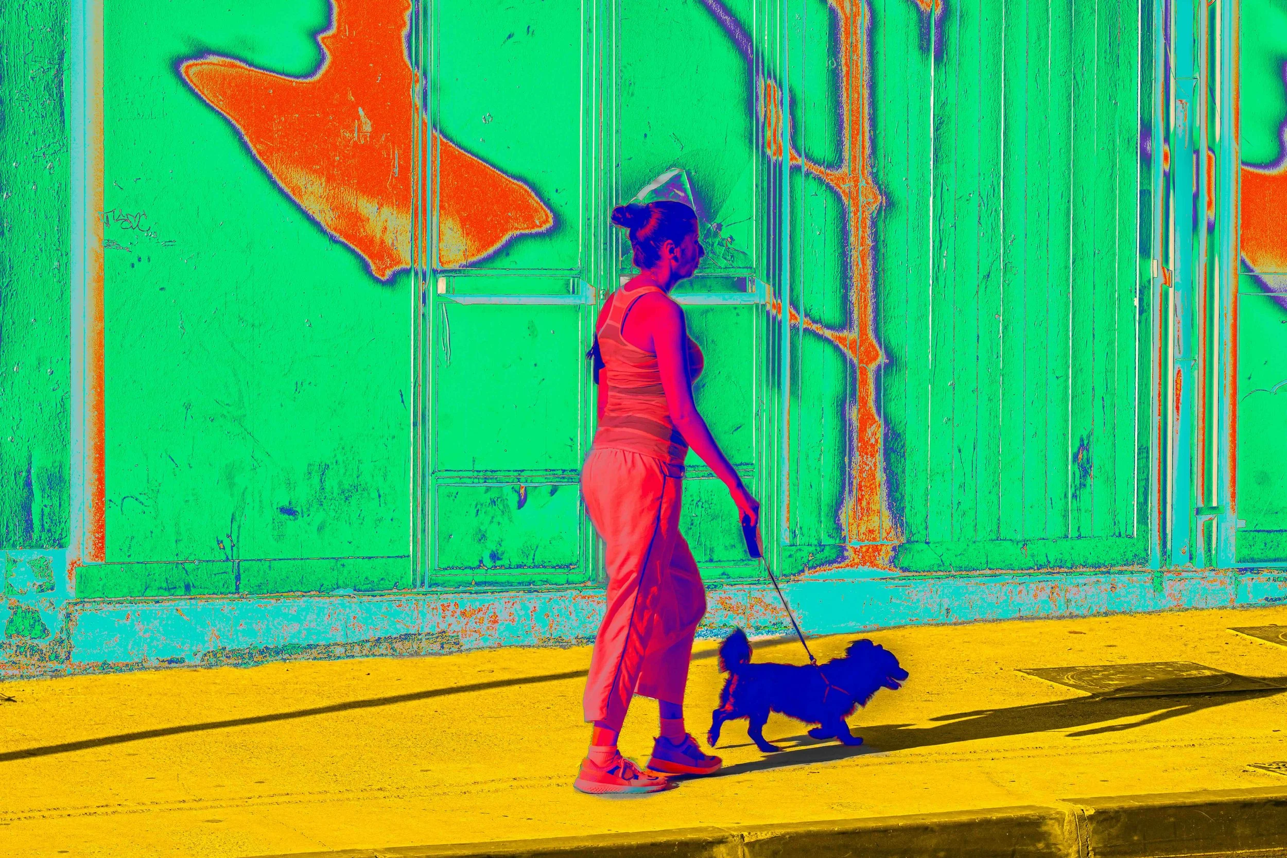 Promenade canine à Tanger