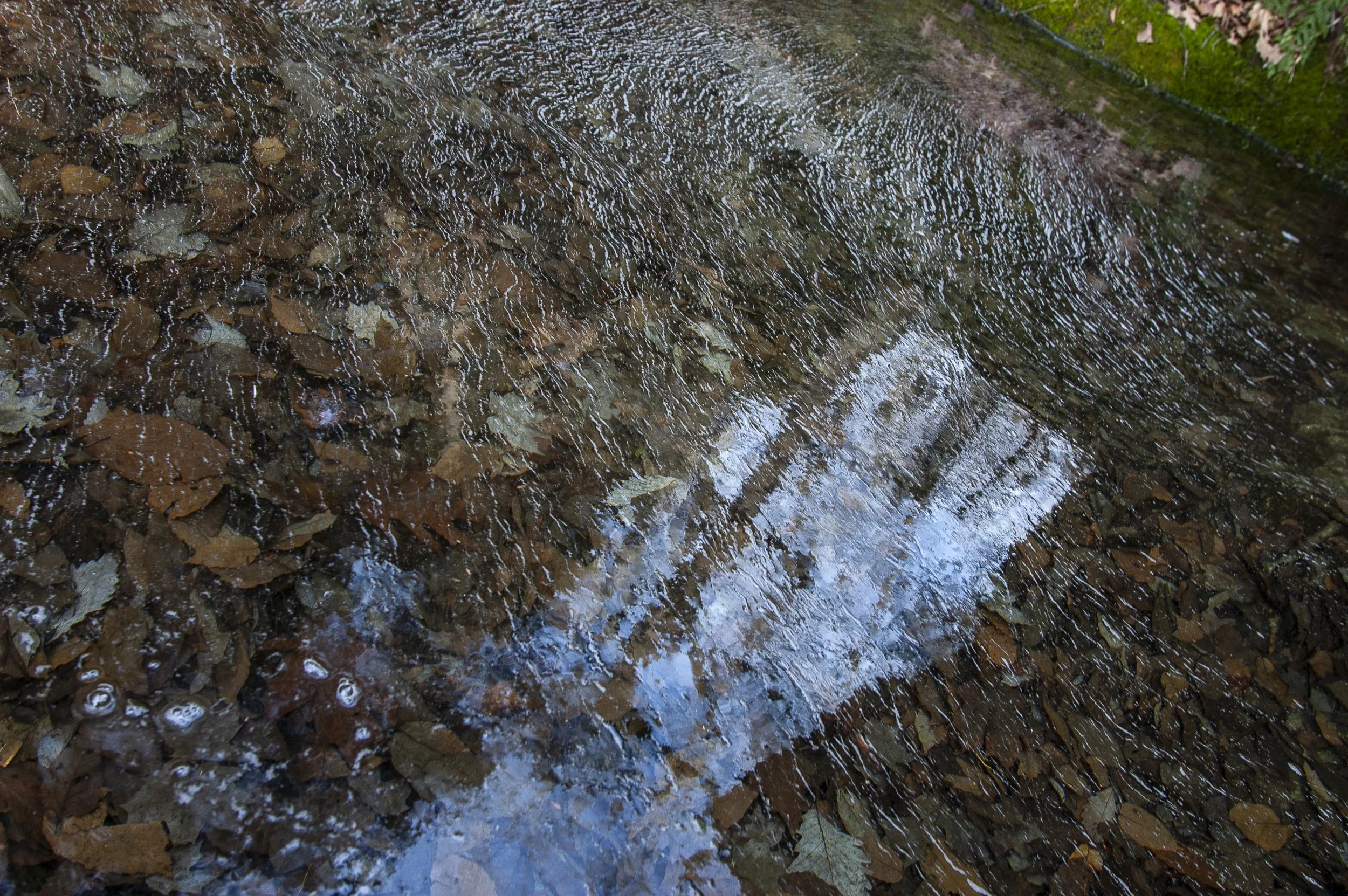 DSC_0081.jpg