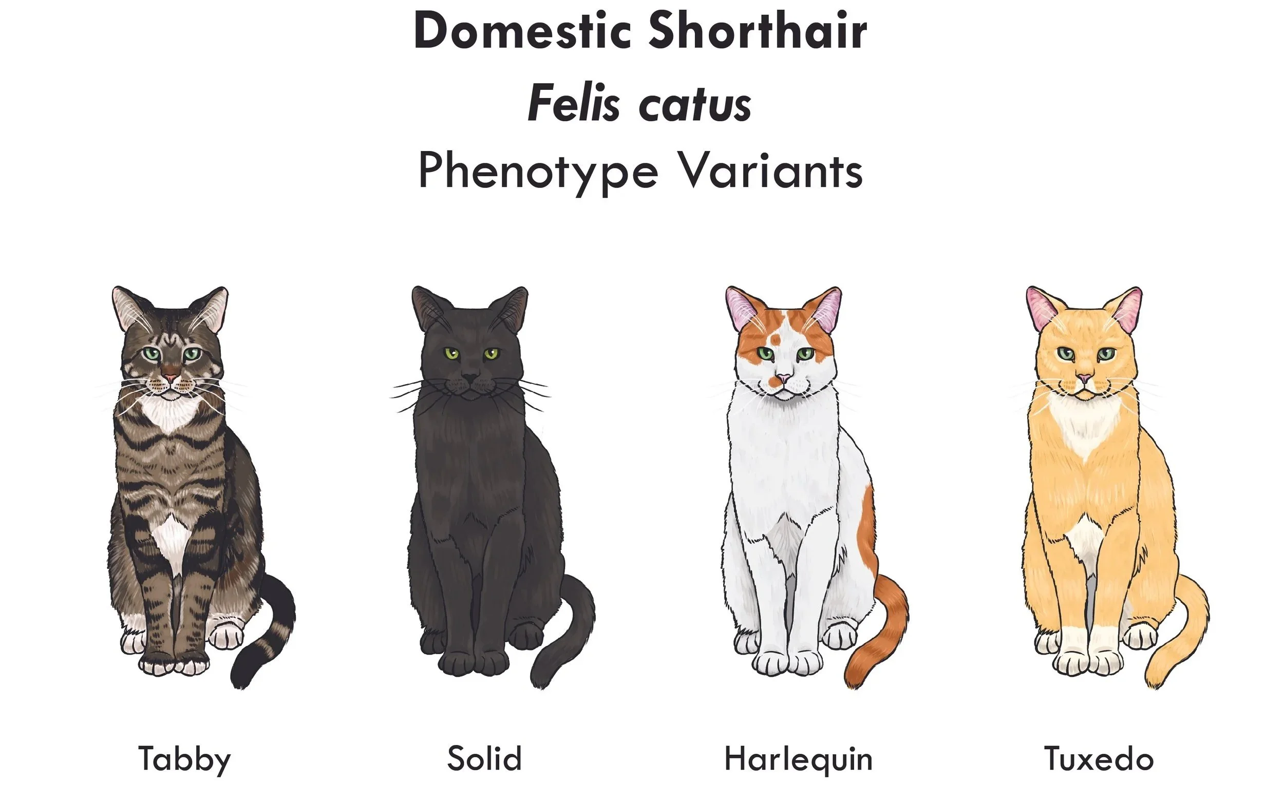   F. catus Phenotype Variants     2024   Digital painting software, Adobe Illustrator   11 x 8 ½ in