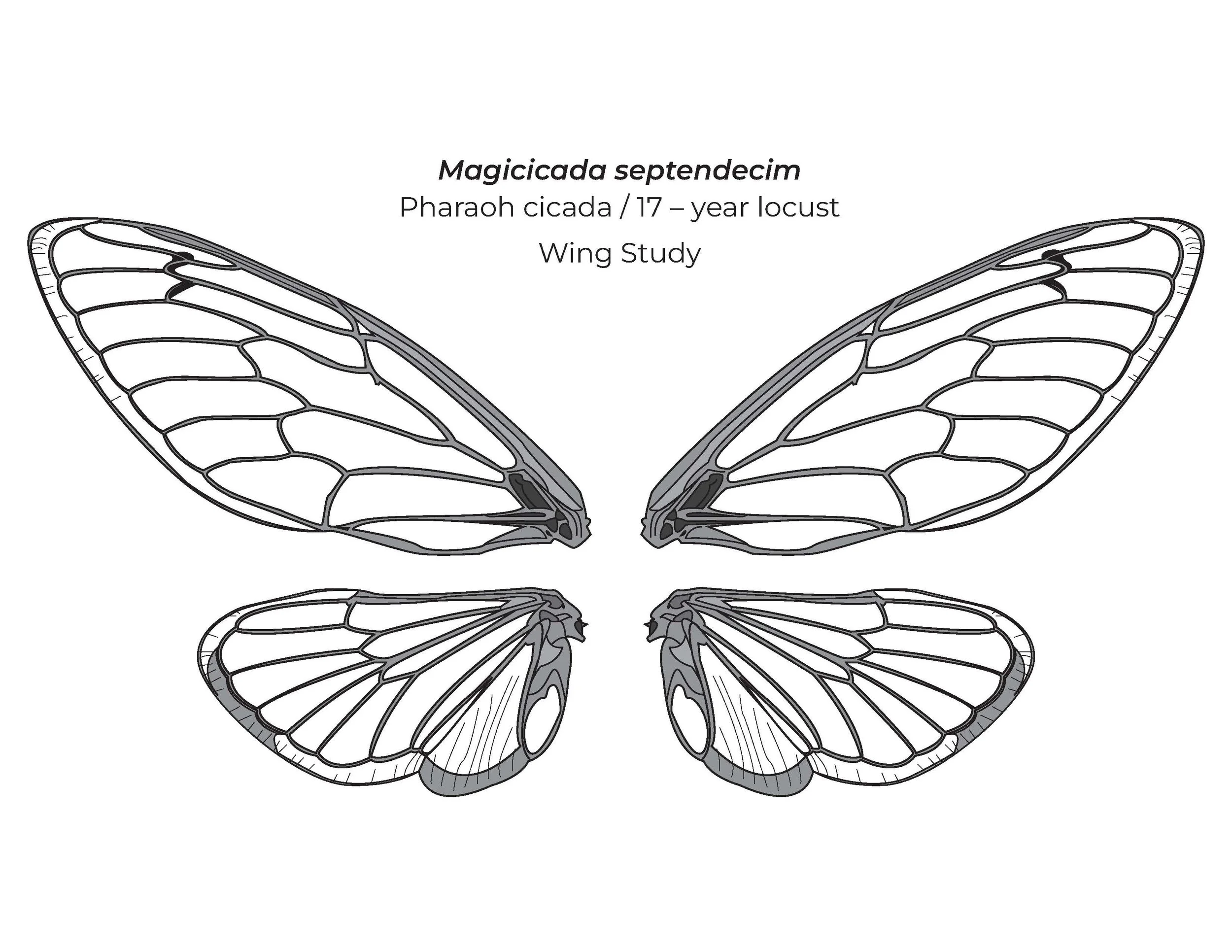   M. septendecim Wing Diagram     2024   Adobe Illustrator   12 x 9 in