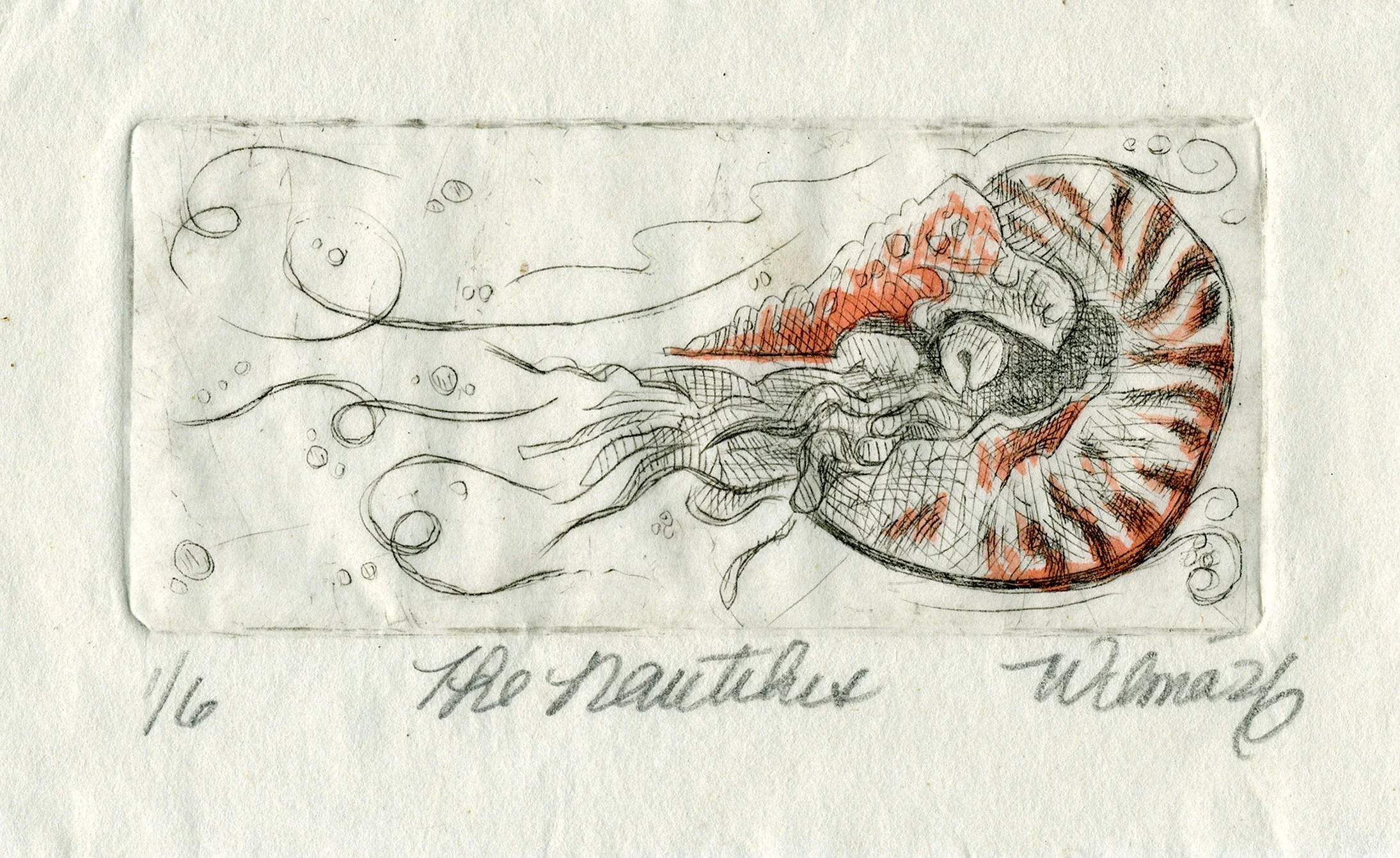   The Nautilus     2026   Drypoint on plexiglass, watercolor on Thai Kozo paper   5 ½ x 3 ½ in