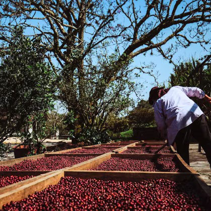 Finca Fatima Natural HG