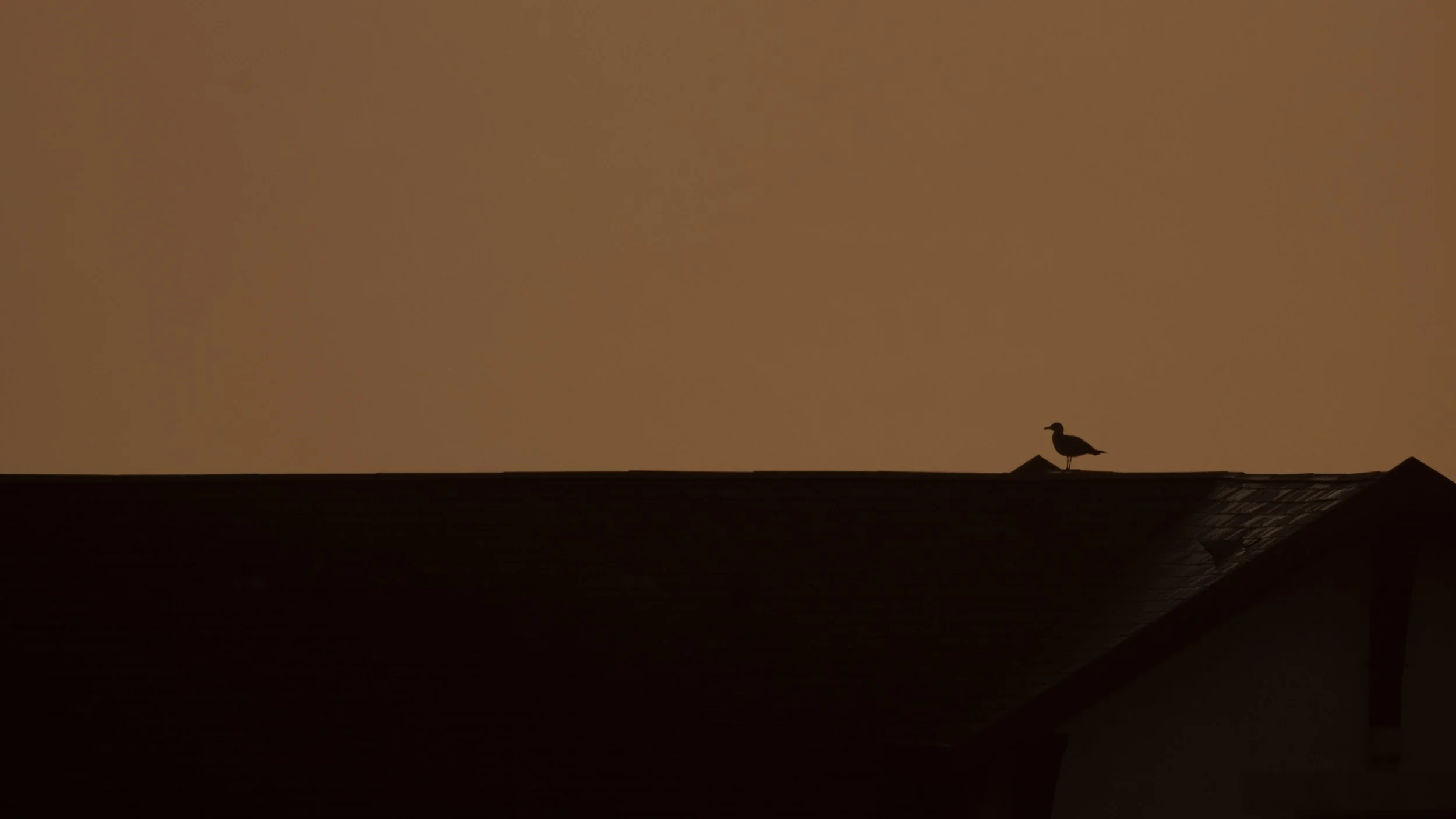 MOUETTE TOIT BELZA.jpg