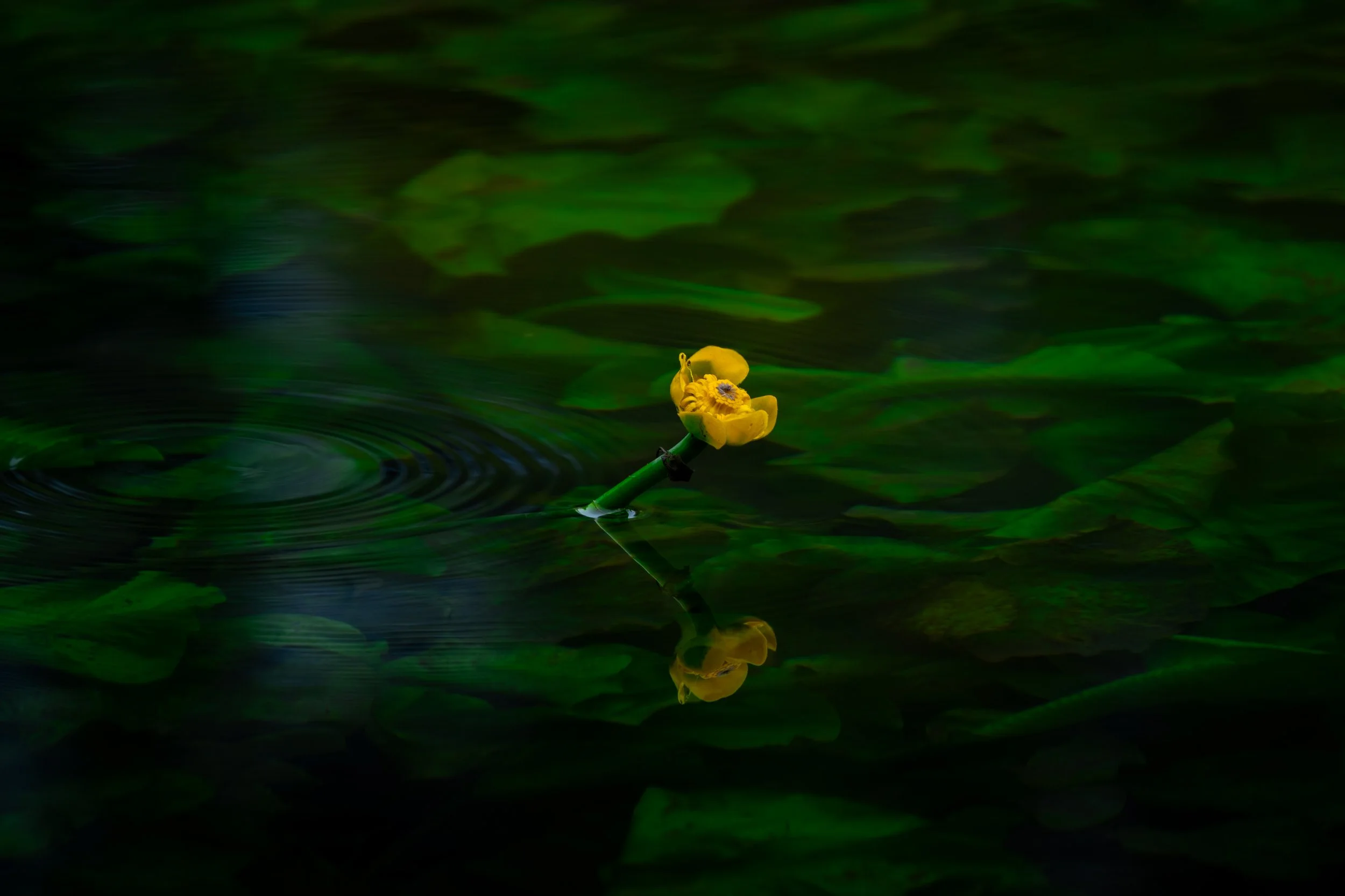 FLEUR MONTPELLIER.jpg