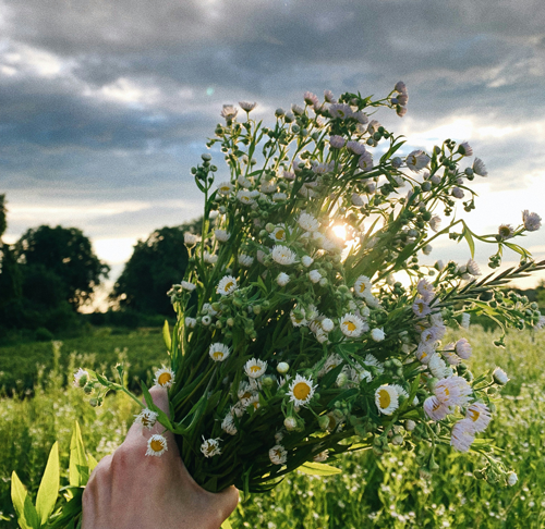 Herbs.png
