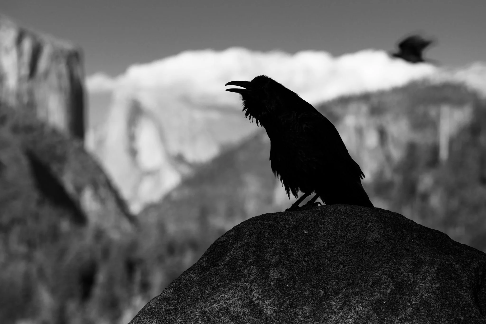 Raven Over Yosemite Valley