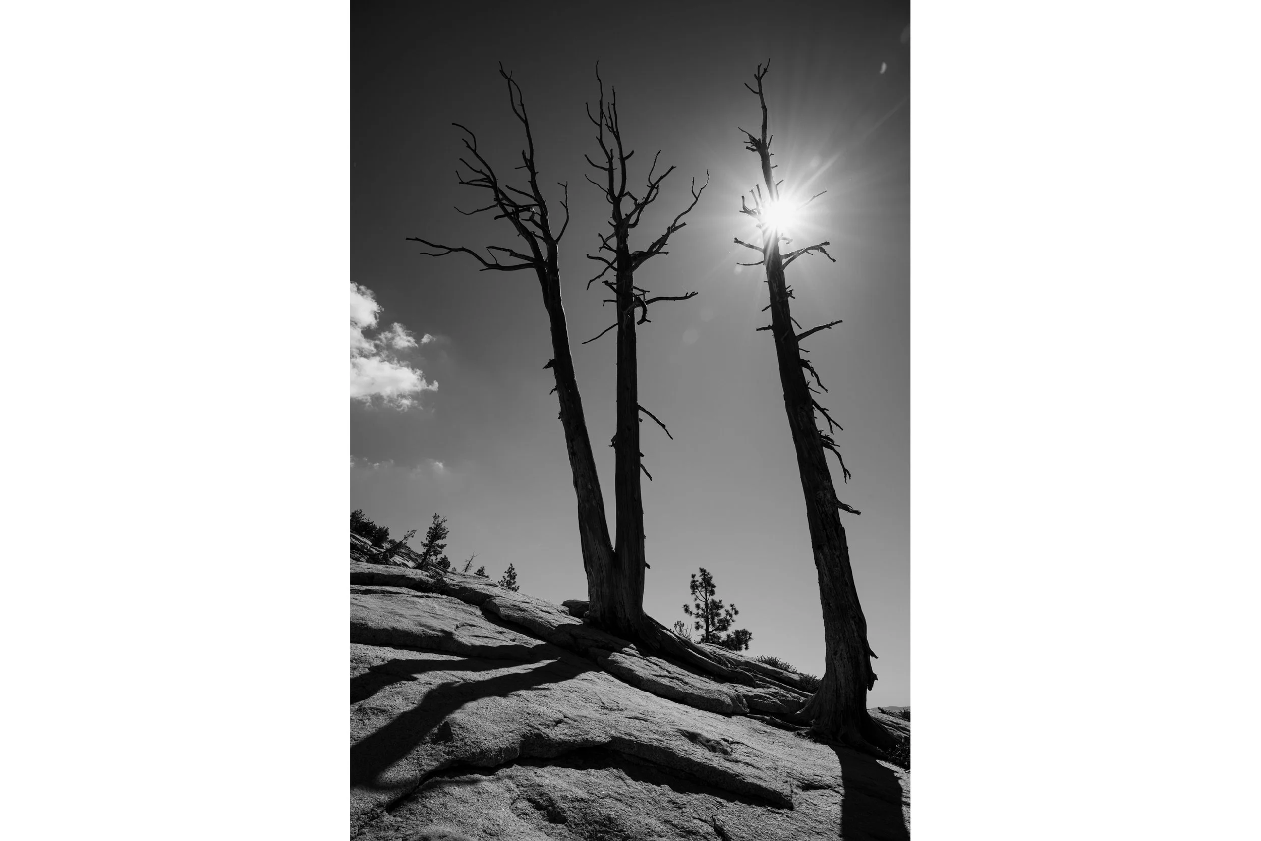 Sun Through a Jeffrey Pine