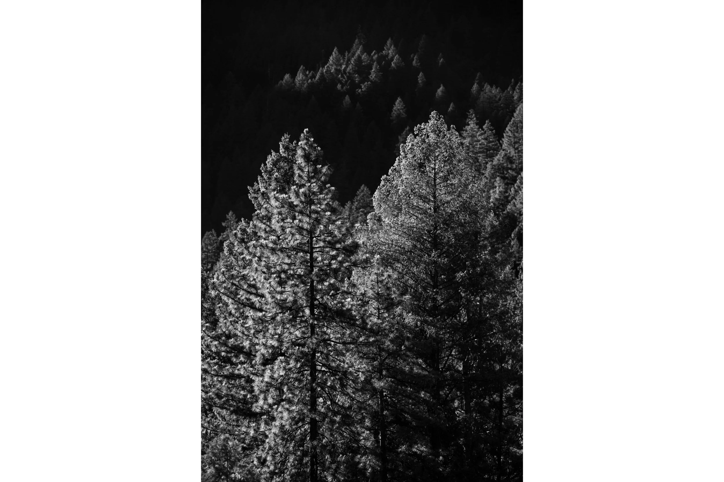 Morning Light in Yosemite Valley