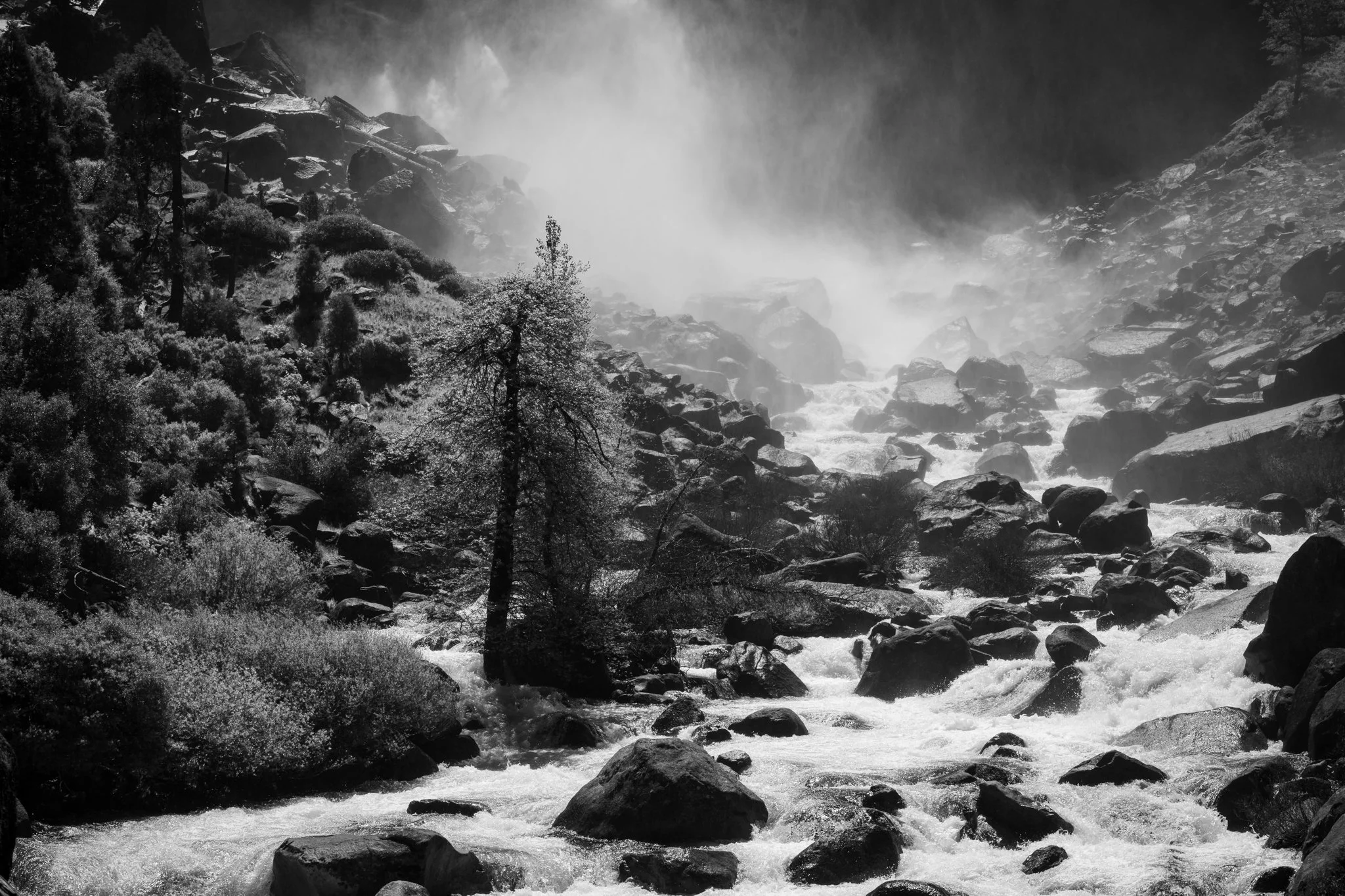 The Lone Sierra Pine