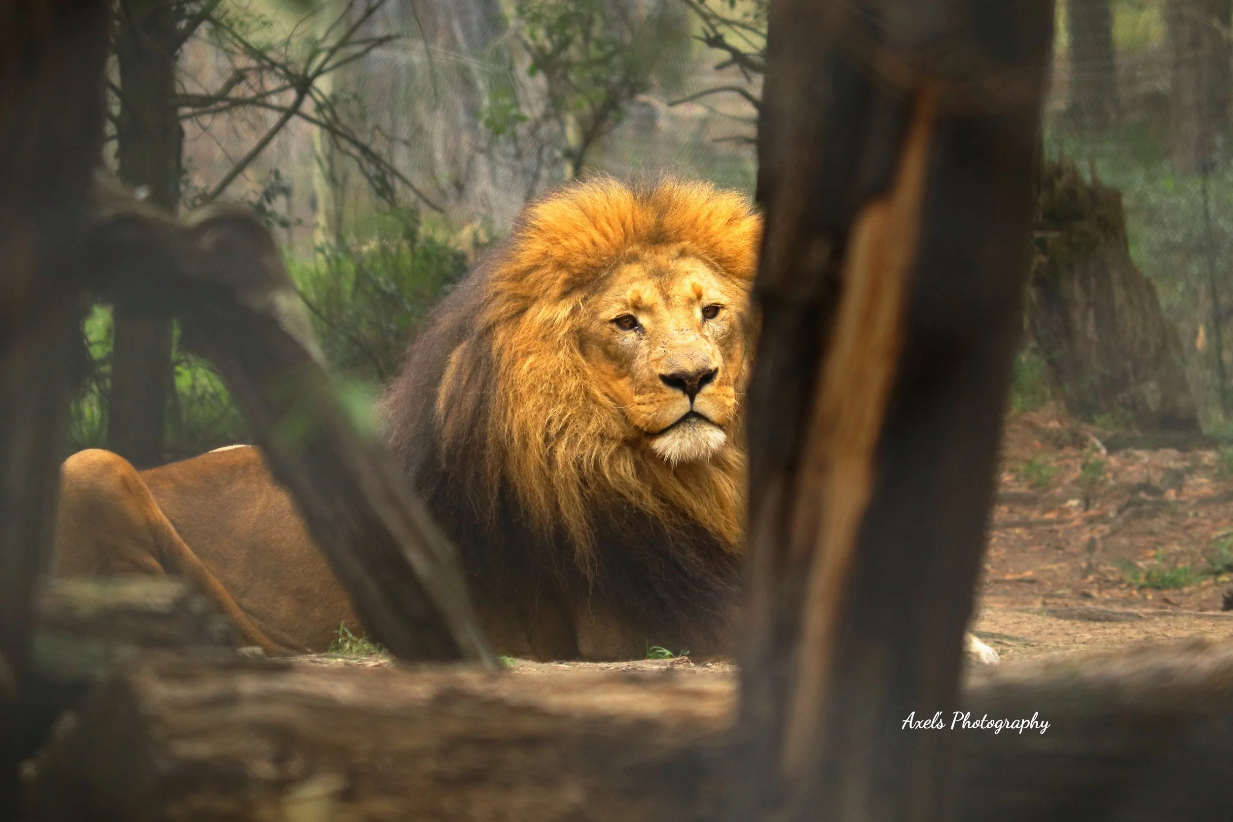 Framed Male Lion