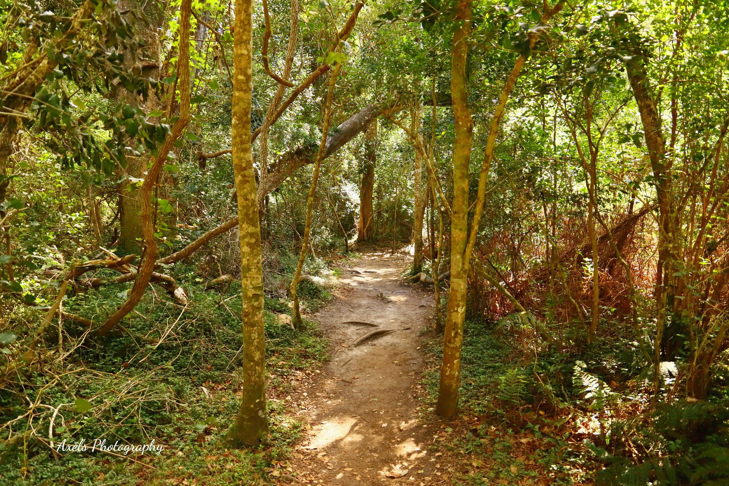 Half Collared Kingfisher Trail, Ebb and Flow, Wilderness