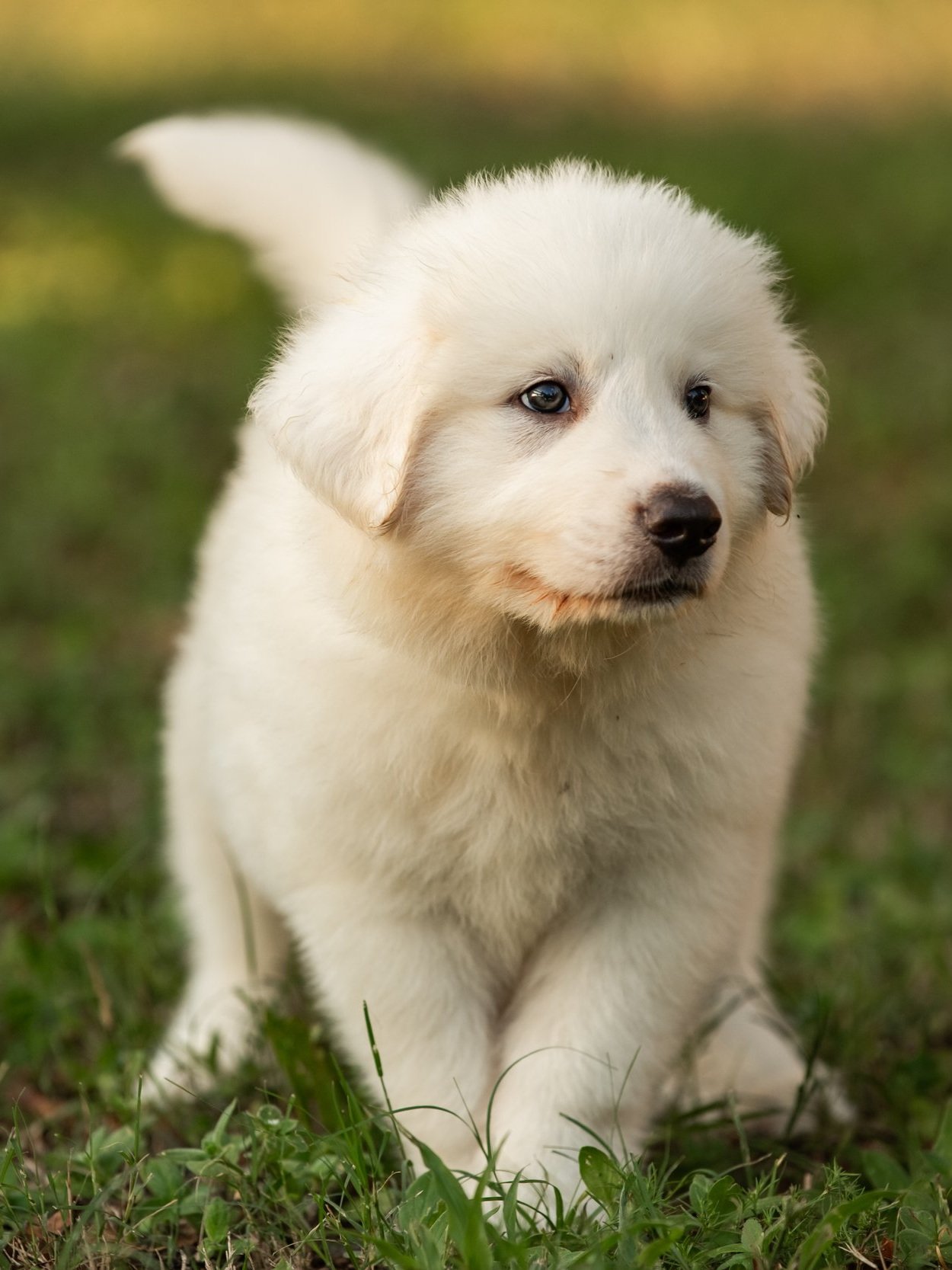 Female puppies