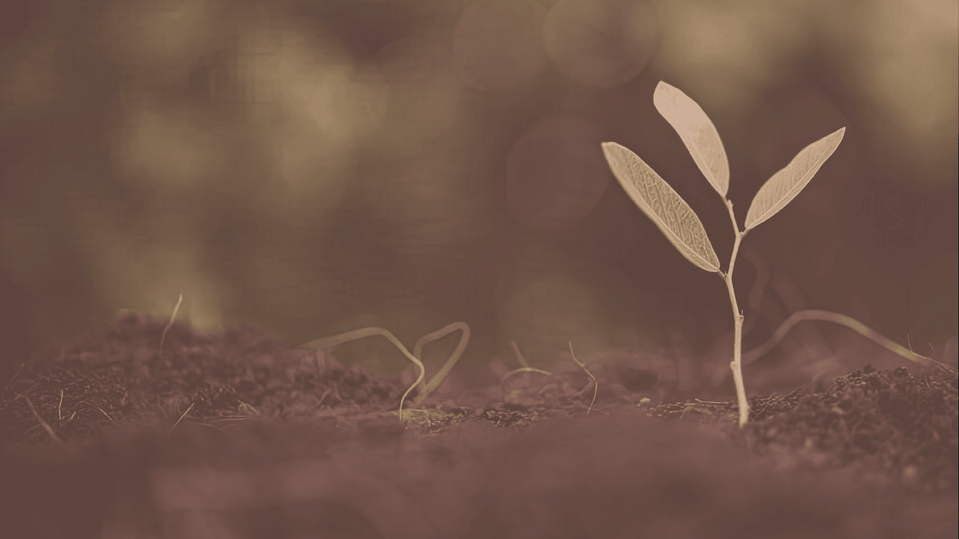 A young plant with four leaves growing in dark soil, with a blurred background and a soft, warm light.