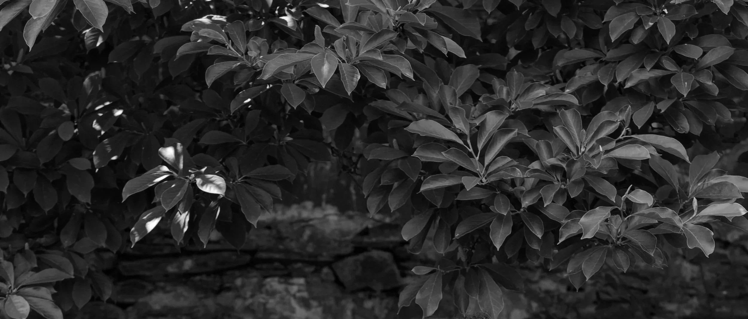 Close-up of dense leafy shrubbery with dark leaves and a stone wall in the background, in black and white.