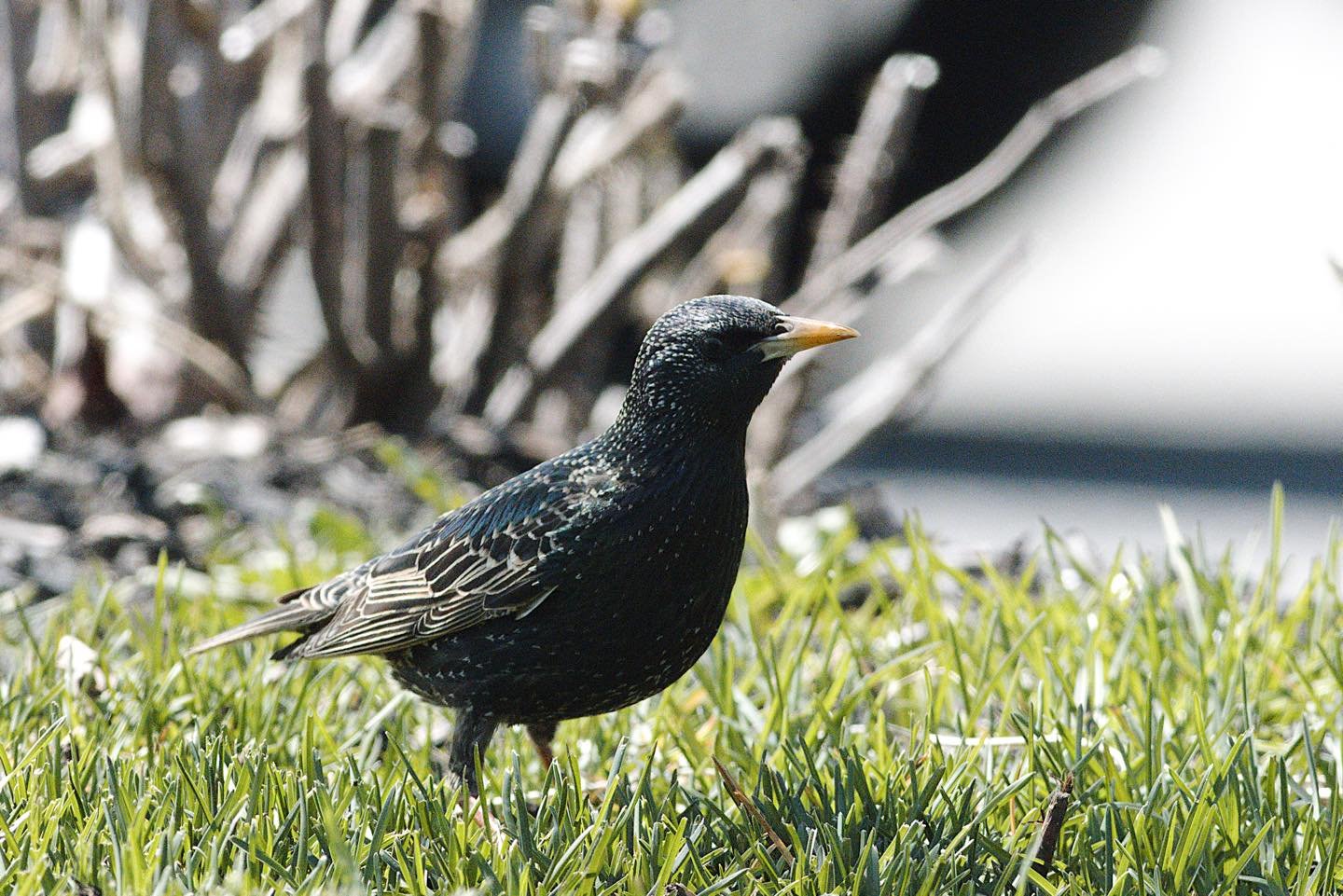 Mozart had a pet starling, which could mimic part of his Piano Concero in G Major.

(Common starling)

#igdaily #instagood #photo #newenglandwildlife #earthfocus #naturewalk #naturephotography #newenglandnature #wildlifephotography #digitalart #photo