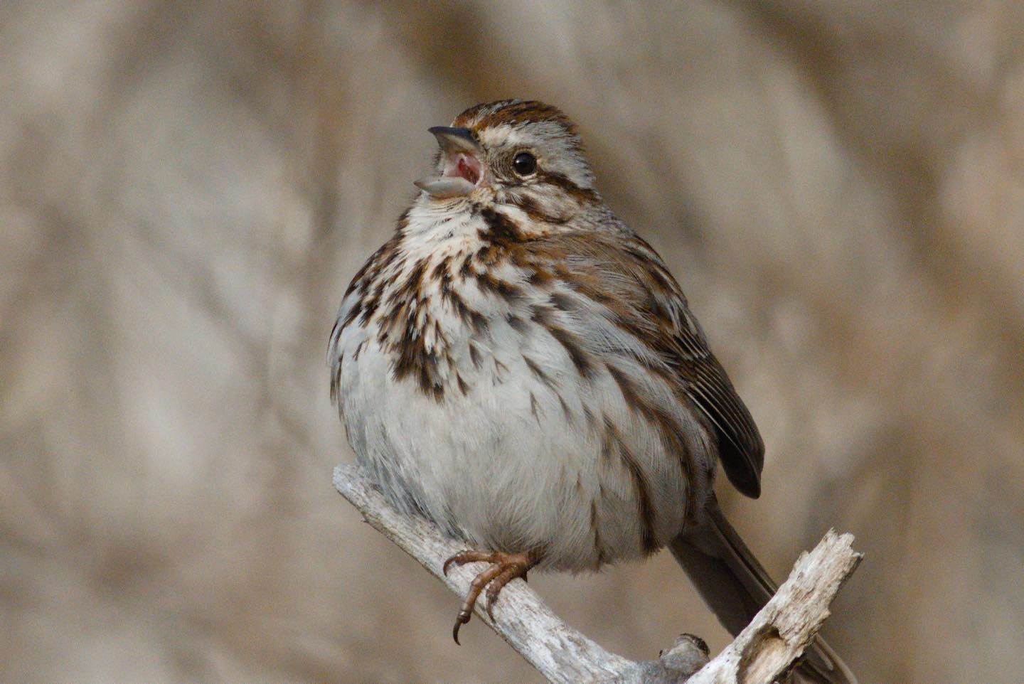 There are 52 identified subspecies of song sparrow.

(Song sparrow)

#igdaily #instagood #photo #newenglandwildlife #earthfocus #naturewalk #naturephotography #newenglandnature #digitalart #photography #yourshotphotographer #newenglandphotography #ea